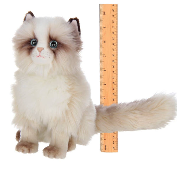 Tasha the Himalayan
