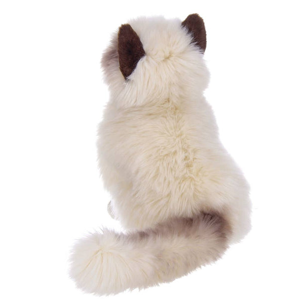 Tasha the Himalayan